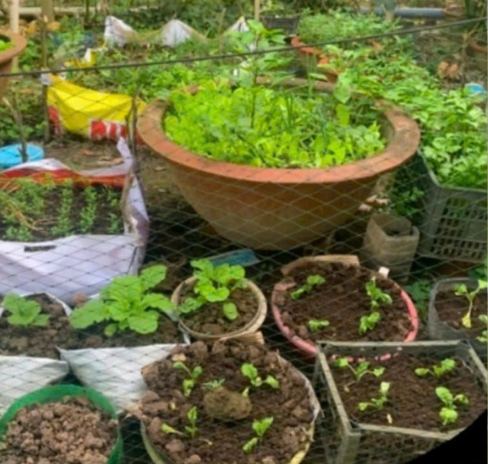 Mô hình trồng rau sạch tại nhà