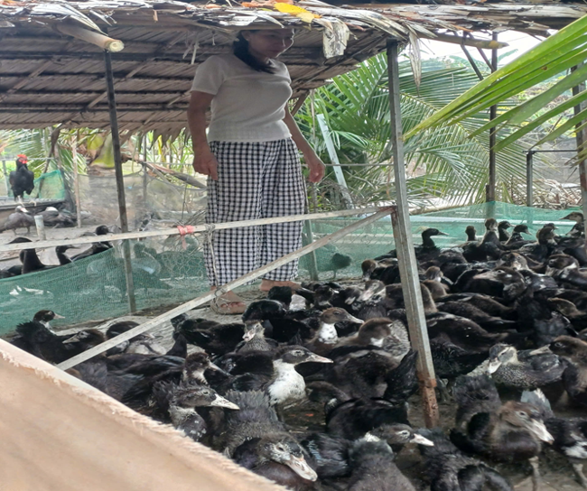 BÍ QUYẾT CHĂN NUÔI VỊT XIÊM ĐẠT NĂNG SUẤT CAO, MANG LẠI HIỆU QUẢ KINH TẾ GIA ĐÌNH